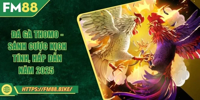 Đá Gà Thomo - Sảnh Cược Kịch Tính, Hấp Dẫn Năm 2025 